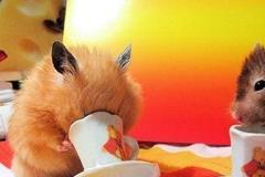 四柱八字预测的框架系统与步骤分析