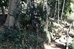 7月13日生日巧克力：胡桃薄脆（Noix Caraque）