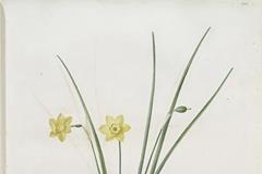 男命正官百集真踪秘诀解