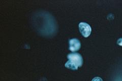 农历7月12日是什么星座：狮子座或处女座