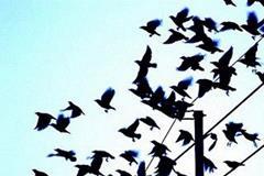 女人一定要小心的轻浮星座男