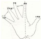 由手指长短看你财运