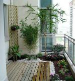 分享居家阳台旺风水、去煞气的天然植物