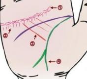 感情线多分支．或呈现锁状纹线，与异性的缘分多