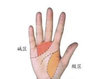 手掌酸碱区划分法
