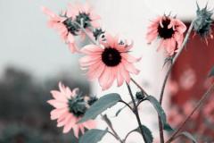 盘点：天生好相处的星座