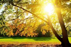 年底桃花旺盛的星座