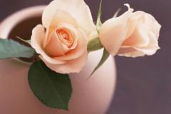 为了爱放弃一切的星座