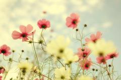 爱上这些星座，你得到的是佛系恋人