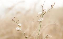 12星座有了爱情，人生会更顺利吗？