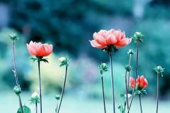 为人太过实在，容易吃亏上当的星座