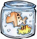 属猪的双鱼座和什么生肖星座最配？