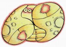 属虎的巨蟹座和什么生肖星座最配？