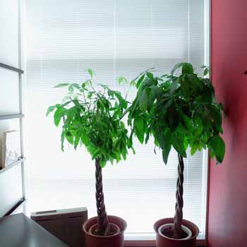 办公室内的屏风与植物的摆放
