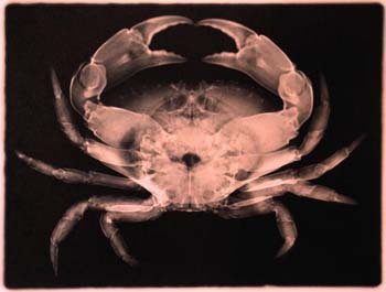 水象星座的星座组成及幸运物