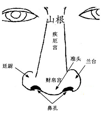 鼻子山根位置及含义解析