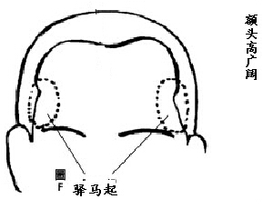 额头略宽