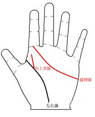 感情线伸展到食指底部，生命线有向上支线