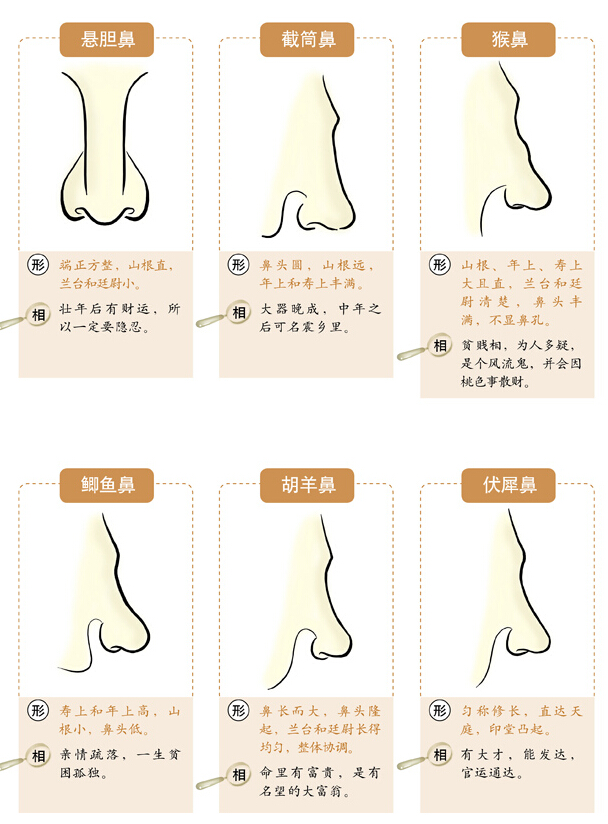 面相速查之相鼻