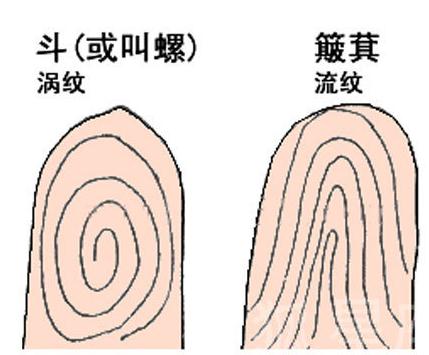 手指螺纹论婚姻