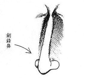 2.4鼻削如刀克夫相