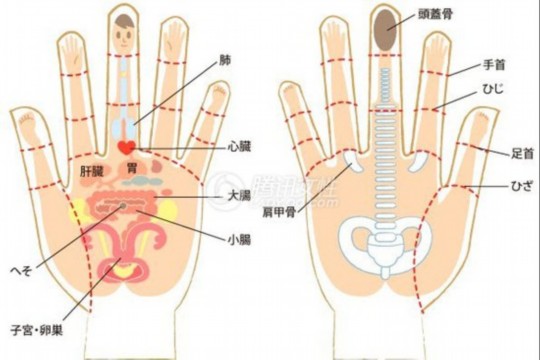 五指长短看个性