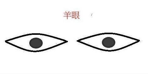 羊眼