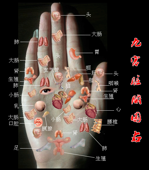 标准手诊图 